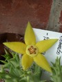 orbea semota yellow flower 02
