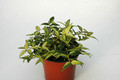 hoya bella louise buis 6552