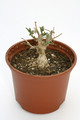 kedrostis foetidissima 7555