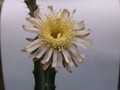 peniocereus cuixmalensis 27