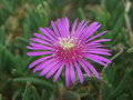 lampranthus cooperii 1790