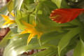 bromelien mini 1157