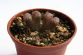 conophytum pellucidum concordia 2916