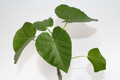 jatropha cinerea 3993