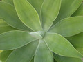 agave attenuata02