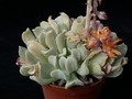echeveria runyonii 02