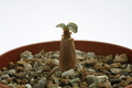 adenium socotranum 7565