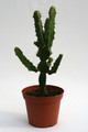 euphorbia cooperi 6821