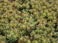 crassula ovata hummels sunset 01