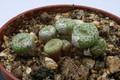 conophytum fraternum skimmelberg 2774
