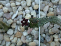 caralluma dodsoniana02