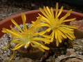 lithops bromfieldii c368 05