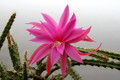 aporocactus fairy dancer 6721