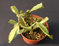 lepismium myagawe 0381