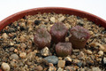 conophytum ectypum brownii ratelpoort 2929