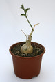 kedrostis leloja 7541