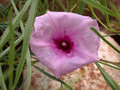 ipomoea bolusiana 03