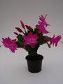 schlumbergera carneval brazil 1584