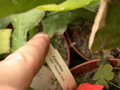 eh paetzolds rosi 1061 597