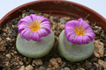 conophytum wetsteinii steinkopf 3436