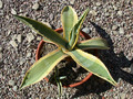 agave americana marginata 02