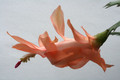 schlumbergera christmas flame 6365