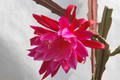 eh daisy dean 5971 03