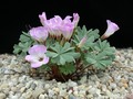 oxalis adenophylla3