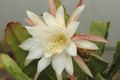 eh frau adelheid nicolai 5060 03