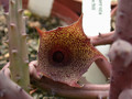 huernia leachii02