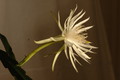 epiphyllum pumilum phasen 2306