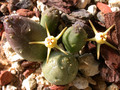 duvalia parviflora 01