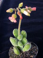 cotyledon ladysmithiensis 03
