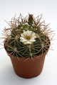 gymnocalycium tilcarense mg490 35 0124