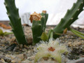 stapelia glanduliflora clanwilliam04