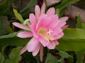 eh rose queen 8791 693