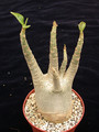 adenium arabicum 01