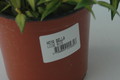 hoya bella louise buis 6558