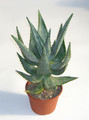 aloe ferox 1886