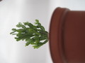 schlumbergera russeliana ehlers 7728