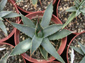 agave utahensis nevadensis 01