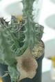 huernia sp S.Collenette es2814 08