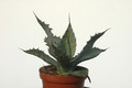agave shrevei magna 8607