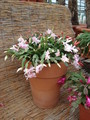 schlumbergera impulskuebel 4712