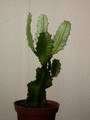 euphorbia vajravelui 7656