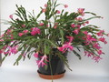 schlumbergera star burst 7688