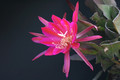 eh erfurter gartenschau 23 1642
