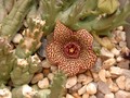 orbea verrucosa 01