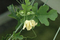 cephaopentandra ecirrhosa 01