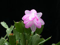 schlumbergera lady linda 13